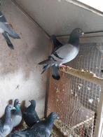 Pigeons, Animaux & Accessoires