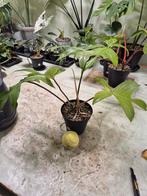 Philodendron Florida Ghost, Huis en Inrichting, Kamerplanten, Ophalen of Verzenden