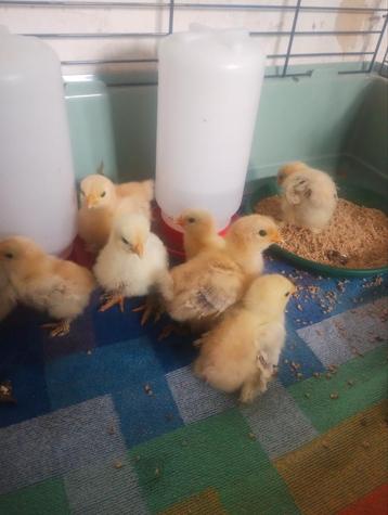 Cochin kriel, Dieren en Toebehoren, Pluimvee