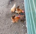 Jonge serama kippen, Dieren en Toebehoren, Meerdere dieren, Kip