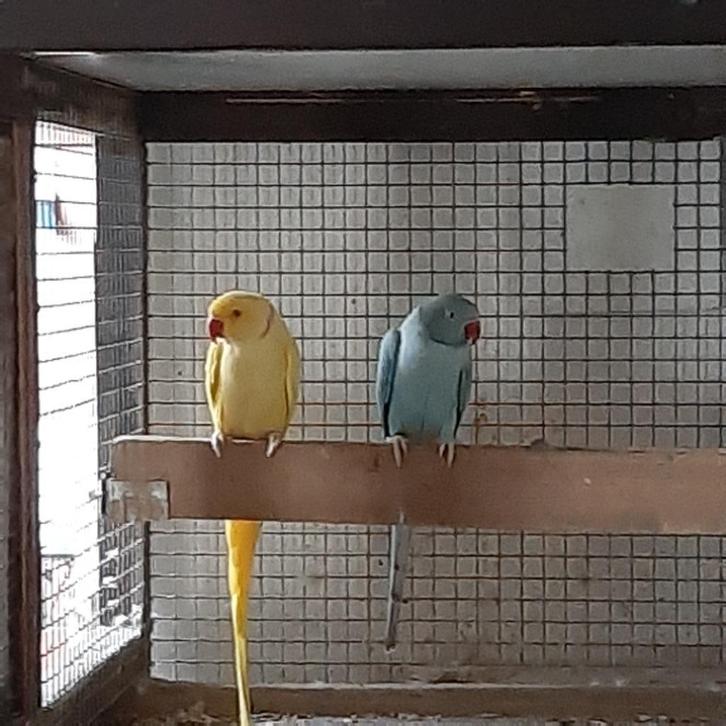 halsbanden parkieten, Dieren en Toebehoren, Vogels | Parkieten en Papegaaien, Parkiet, Meerdere dieren, Geringd