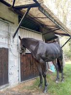 PAARD  , merrie 2,5 jaar ,3 jaar worden ,top afstamming, Dieren en Toebehoren, Paarden, Merrie, M, Springpaard