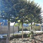 Leilinden voor landschapsaanleg, Tuin en Terras, Planten | Bomen, Ophalen