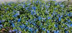 Veronica peduncularis 'Georgia Blue', Ophalen