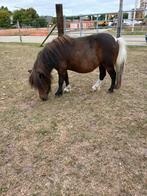 Mini merrietje, Dieren en Toebehoren, Pony's