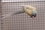 Halsband parkiet, Dieren en Toebehoren, Vogels | Parkieten en Papegaaien, Parkiet