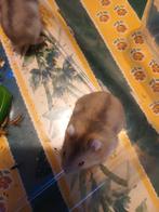 Rusishe dwerghamster, Dieren en Toebehoren, Knaagdieren, November, Hamster