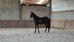 2-jarige zwarte hengst te koop, Dieren en Toebehoren, Paarden, Springpaard, Met stamboom, 0 tot 2 jaar, Hengst