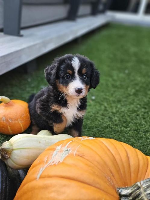 Lieve bernersennen pups te koop, Dieren en Toebehoren, Honden | Bulldogs, Pinschers en Molossers, Meerdere dieren, Sennenhond