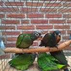 Pionus Maximiliani en Bronsvleugel-papegaaien., Geslacht onbekend, Papegaai, Geringd