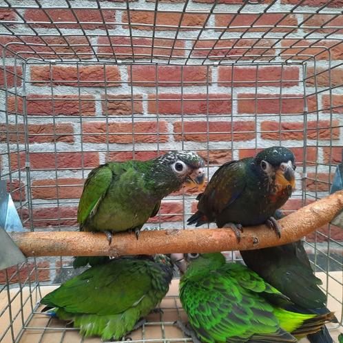 Pionus Maximiliani en Bronsvleugel-papegaaien., Dieren en Toebehoren, Vogels | Parkieten en Papegaaien, Papegaai, Geslacht onbekend