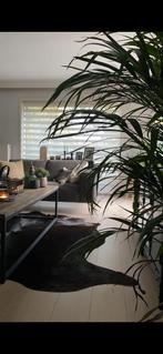 Zwarte koeienhuid, Huis en Inrichting, Stoffering | Vloerbedekking, Ophalen, Gebruikt, 75 m² of meer, Bruin