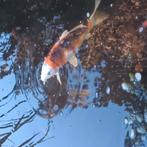 Koi's 40 - 50 - 60 cm, Dieren en Toebehoren, Vissen | Vijvervissen