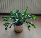 Kerstcactus, Ophalen