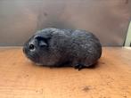Koppel zilveragouti gladhaar, Dieren en Toebehoren
