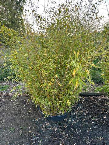 3 Grote bamboe’s in pot  beschikbaar voor biedingen