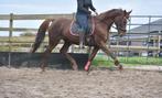 Prachtige, lieve 11 jarige donkere vos merrie, Dieren en Toebehoren, Paarden, Merrie, B, Gechipt, 160 tot 165 cm