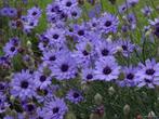 20 graines de Catananche caerulea - Fleur de paille bleue, Graine, Envoi