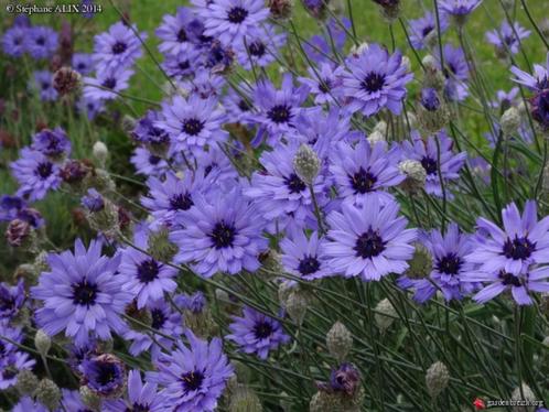 20 graines de Catananche caerulea - Fleur de paille bleue, Jardin & Terrasse, Bulbes & Semences, Graine, Envoi