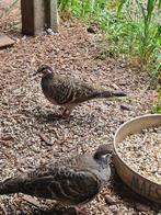 bronsvleugelduif, Dieren en Toebehoren, Vogels | Duiven