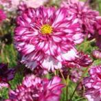 Cosmea bicolor violet zaden, Ophalen of Verzenden, Voorjaar, Zaad, Volle zon