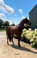 Interessante prijs, voor snelle beslisser!3 jr dressuur ruin, Dieren en Toebehoren, Paarden, Gechipt, Ruin, Dressuurpaard, Zadelmak