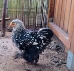 Cochin kriel hen, Dieren en Toebehoren, Pluimvee