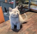 Brits korthaar kitten, baasje heeft afgezegd, Poes, Gechipt, 0 tot 2 jaar