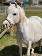 Pony welsh A, Dieren en Toebehoren, Pony's, Merrie, Gechipt, Zadelmak, A pony (tot 1.17m)