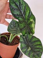 Alocasia Dragon Scale Variegata, Huis en Inrichting, Ophalen of Verzenden