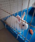 Lapin femelle, Animaux & Accessoires, Lapins