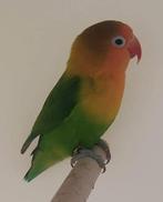 Fischerie MAN (DNA attest) uit 2024 - kweekrijp!, Dieren en Toebehoren, Vogels | Parkieten en Papegaaien, Mannelijk, Geringd