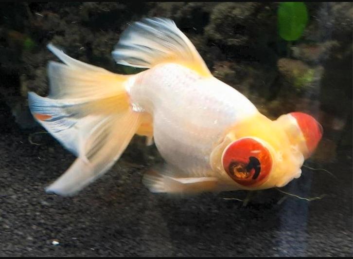 Telescoopvis, Dieren en Toebehoren, Vissen | Aquariumvissen
