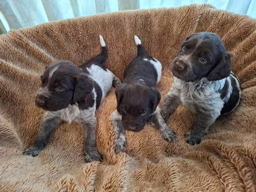 Münsterländer pups