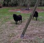 Ouessant rammetje, Dieren en Toebehoren, Mannelijk, Schaap, 0 tot 2 jaar