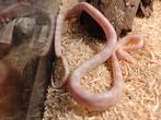 Korenslang, Dieren en Toebehoren, Reptielen en Amfibieën
