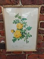 Cadres Redouté Rose fleur oiseaux 32x42cm 20€ pièce, Ophalen of Verzenden