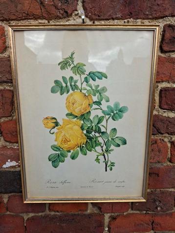 Cadres Redouté Rose fleur oiseaux 32x42cm 20€ pièce  beschikbaar voor biedingen