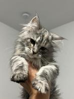 Maine Coon kittens, Dieren en Toebehoren, Katten en Kittens | Raskatten | Langhaar, Poes, Gechipt, 0 tot 2 jaar
