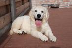 Prachtige golden retriever pups (ouders aanwezig), Dieren en Toebehoren, Golden retriever, België, CDV (hondenziekte), 8 tot 15 weken