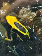 Dendrobates tinctorius brazil, Dieren en Toebehoren, Amfibie, 0 tot 2 jaar