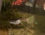 Groepje Volwassen en jongvolwassen gupjes, Dieren en Toebehoren, Vissen | Aquariumvissen, Vis, Zoetwatervis, Schoolvis