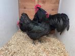 Haan met 2 hennen zwarte australorp TT kwaliteit