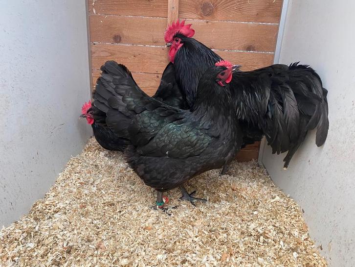Haan met 2 hennen zwarte australorp TT kwaliteit, Animaux & Accessoires, Volatiles