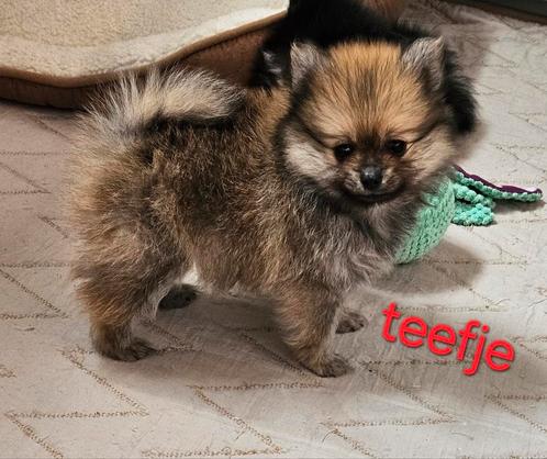 Pomchi pups, Dieren en Toebehoren, Honden | Chihuahua's en Gezelschapshonden, Meerdere dieren, Chihuahua, Fokker | Professioneel