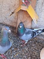 Pigeonneau disponible