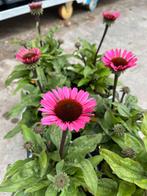 Echinacea SunSeekers ‘Purple’ P17cm, Ophalen, Zomer, Vaste plant, Volle zon
