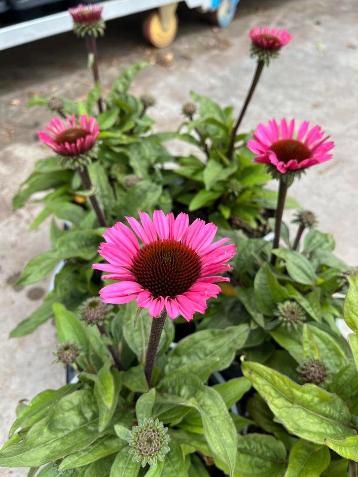 Echinacea SunSeekers ‘Purple’ P17cm, Tuin en Terras, Planten | Tuinplanten, Vaste plant, Volle zon, Zomer, Ophalen