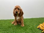 Chiots Cocker Spaniel Anglais, Hépatite contagieuse (maladie de Rubarth), Plusieurs, Belgique, Plusieurs animaux