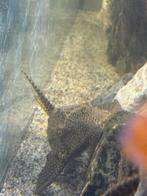 Malwi chicliden en 2 pleco’s over te nemen, Dieren en Toebehoren, Vissen | Aquariumvissen